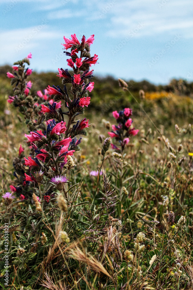 Antirrhinum Majus flowers under the sun in Spring Antirrhinum Majus flowers under the sun in Spring