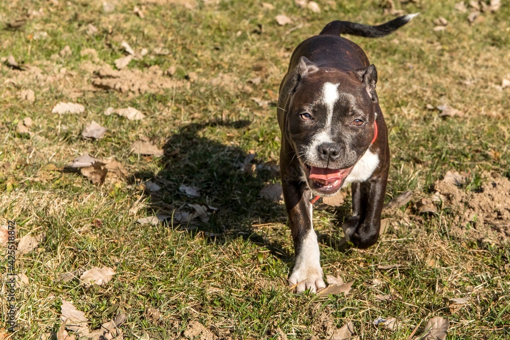friendly dog Pitbull terrier puppy. Little puppy American Pit Bull Terrier on meadow.