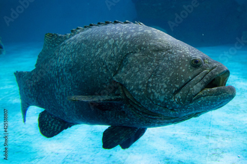 Close up Giant Grouper Fish, Epinephelus Lanceolatus