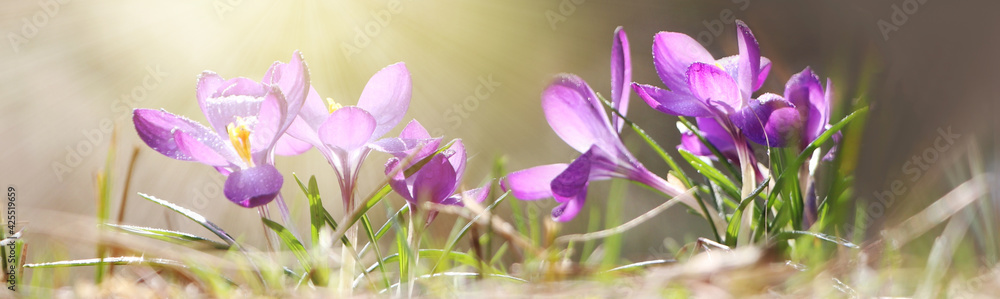 Beautiful purple crocus flowers growing outdoors. Banner design Beautiful purple crocus flowers growing outdoors. Banner design