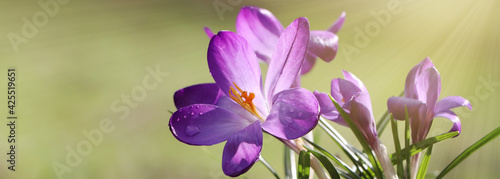 Beautiful purple crocus flowers growing outdoors  closeup view with space for text. Banner design