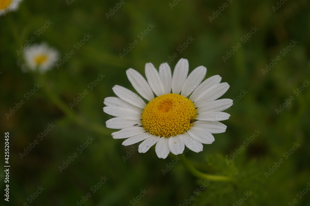 Fototapeta premium daisy in the grass