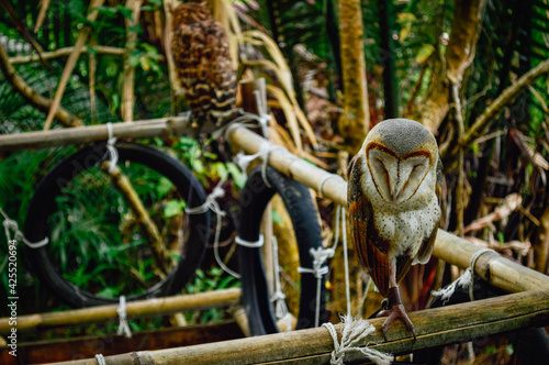 owl in forest © boby