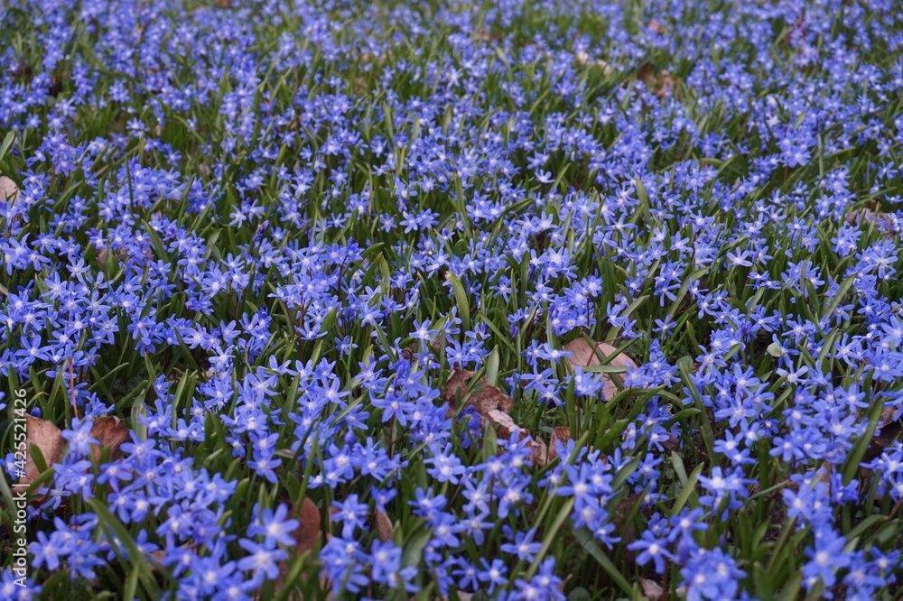 Fototapeta premium field of purple flowers