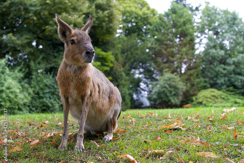 Patagonian Mara (Riesenmerrschweinchen) sitting on grass, looking to the right photo
