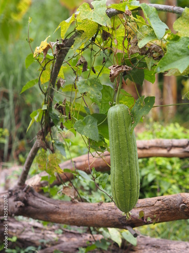 luffa acutangular, Cucurbitaceae green vegetable fresh in garden on nature background