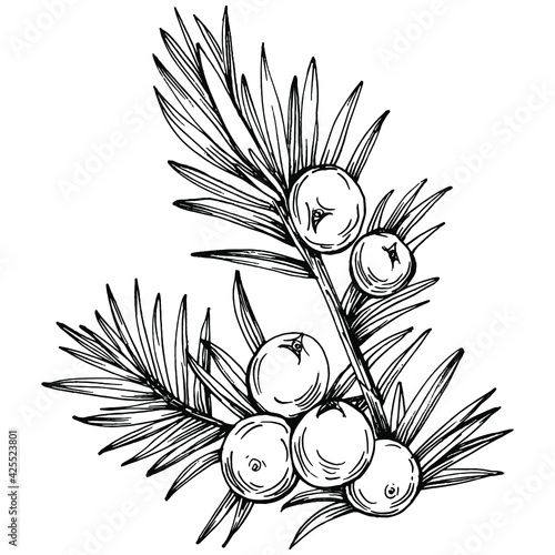 Juniper vector drawing. Isolated vintage illustration of berry on branch. Organic essential oil engraved style sketch. Beauty and spa, cosmetic ingredient. Great for label, poster, flyer, packaging