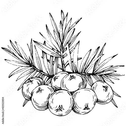 Juniper vector drawing. Isolated vintage illustration of berry on branch. Organic essential oil engraved style sketch. Beauty and spa, cosmetic ingredient. Great for label, poster, flyer, packaging
