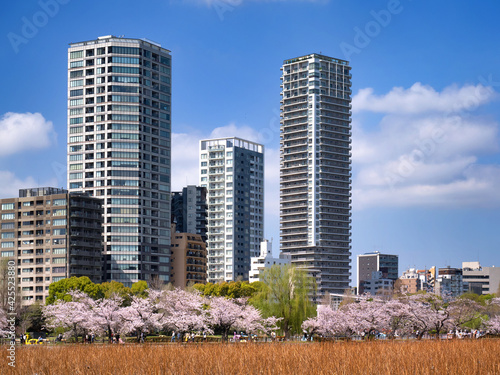 満開の桜と不忍池　東京都上野公園 photo