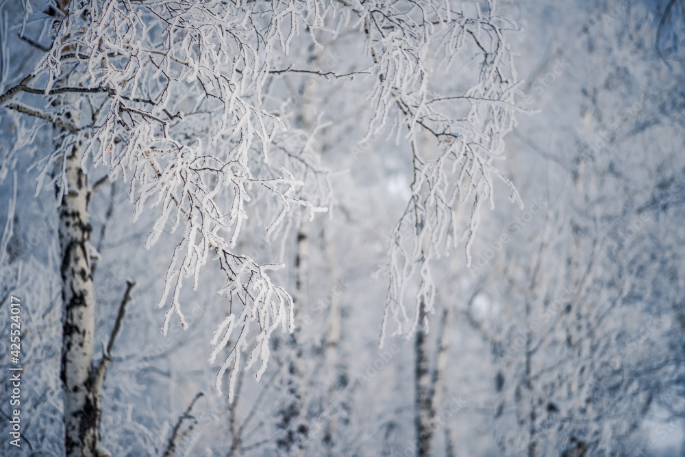 Winter tree branches covered with frost moisture in cold weather winter spring thaw in bokeh Winter tree branches covered with frost moisture in cold weather winter spring thaw in bokeh