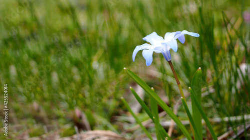 Foto a bud of light blue scylla grows among green grass on a sunny day side view