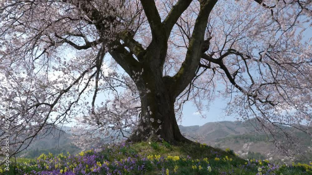 風に揺れる満開の一本桜（山梨県韮崎市『わに塚の桜』