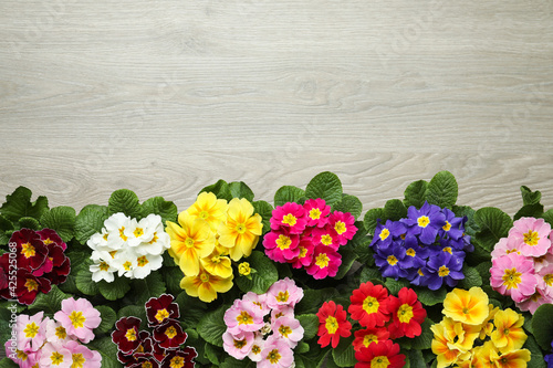 Wallpaper Mural Primrose Primula Vulgaris flowers on white wooden background, flat lay with space for text. Spring season Torontodigital.ca