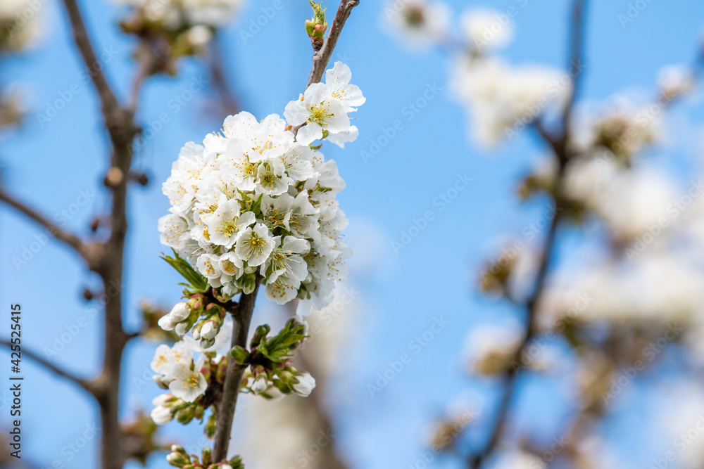 Obraz premium Cherry blossom during spring time