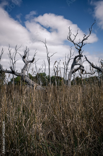 Trees in the park