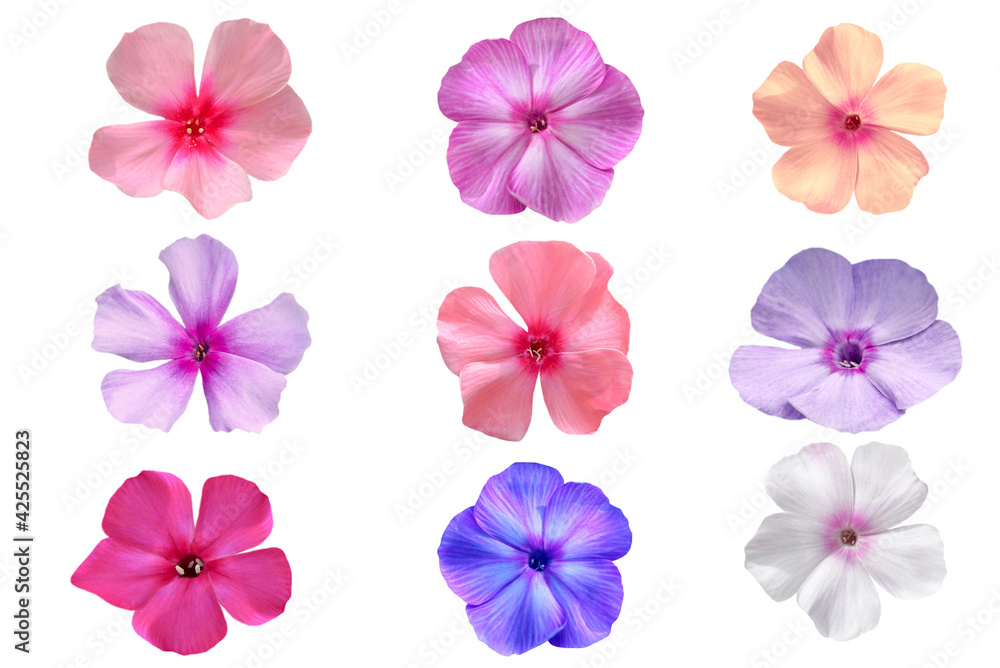 set of pink, red,white and blue phlox flowers isolated on white set of pink, red,white and blue phlox flowers isolated on white