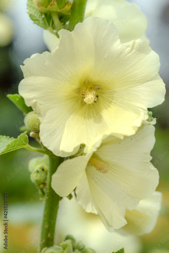 yellow mallow flowers in garden yellow mallow flowers in garden