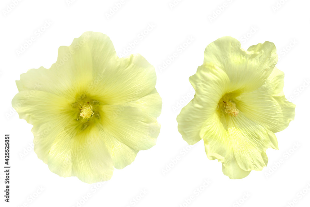 Fototapeta premium couple of yellow mallow flowers isolated on white