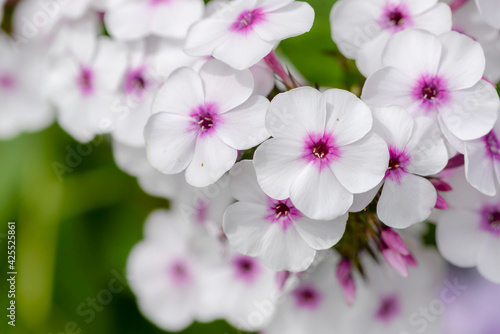 pink and white phlox flowers in garden