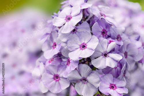 violet phlox flowers in garden