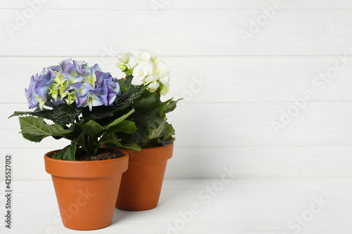 Different beautiful blooming plants in flower pots on white wooden table, space for text