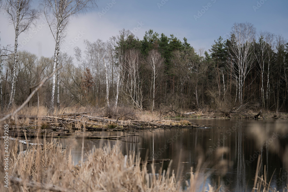 calm lake among the forest overgrown with reeds