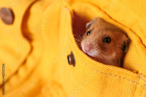 Cute little hamster in pocket of yellow shirt, closeup. Space for text
