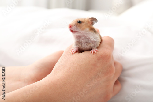 Woman with cute little hamster in bed, closeup