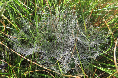Closeup photograph of a spiderweb spun in green grass, covered with dew drops glistening in the sun rays looking like a web of tiny sparkling diamond pearls. 