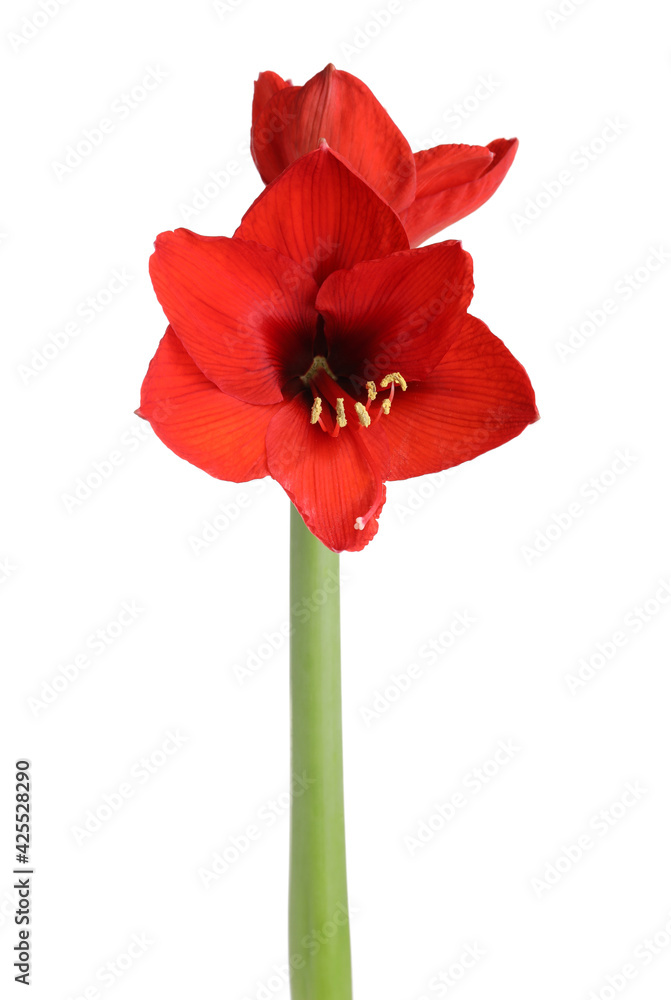 Obraz premium Beautiful red amaryllis flower isolated on white