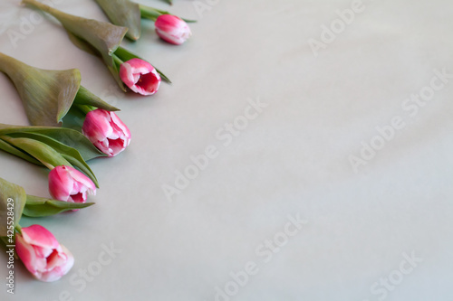 Fresh pink tulips on green background