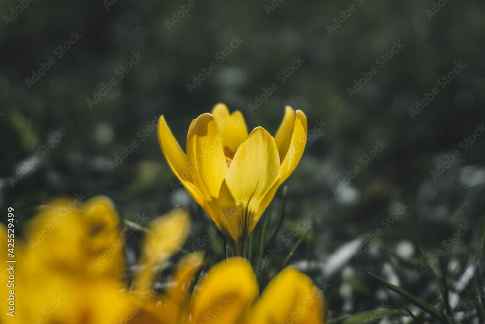 close-up yellow crocus flower, good spring day close-up yellow crocus flower, good spring day