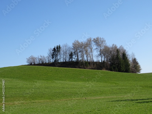 trees on a hill, beautiful landscape view with blue sky