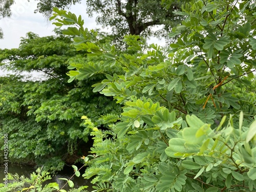 leaves of a vine photo