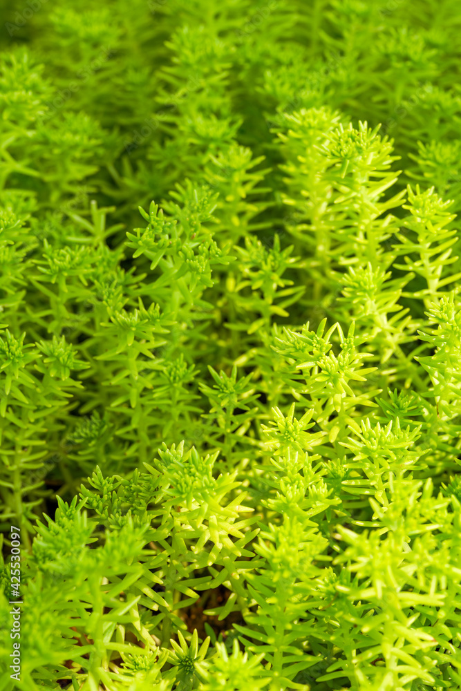 Close-up of a lush buddha grass, Sedum lineare Thunb. Close-up of a lush buddha grass, Sedum lineare Thunb.