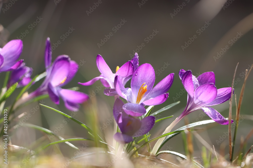 Fresh purple crocus flowers growing on blurred background Fresh purple crocus flowers growing on blurred background