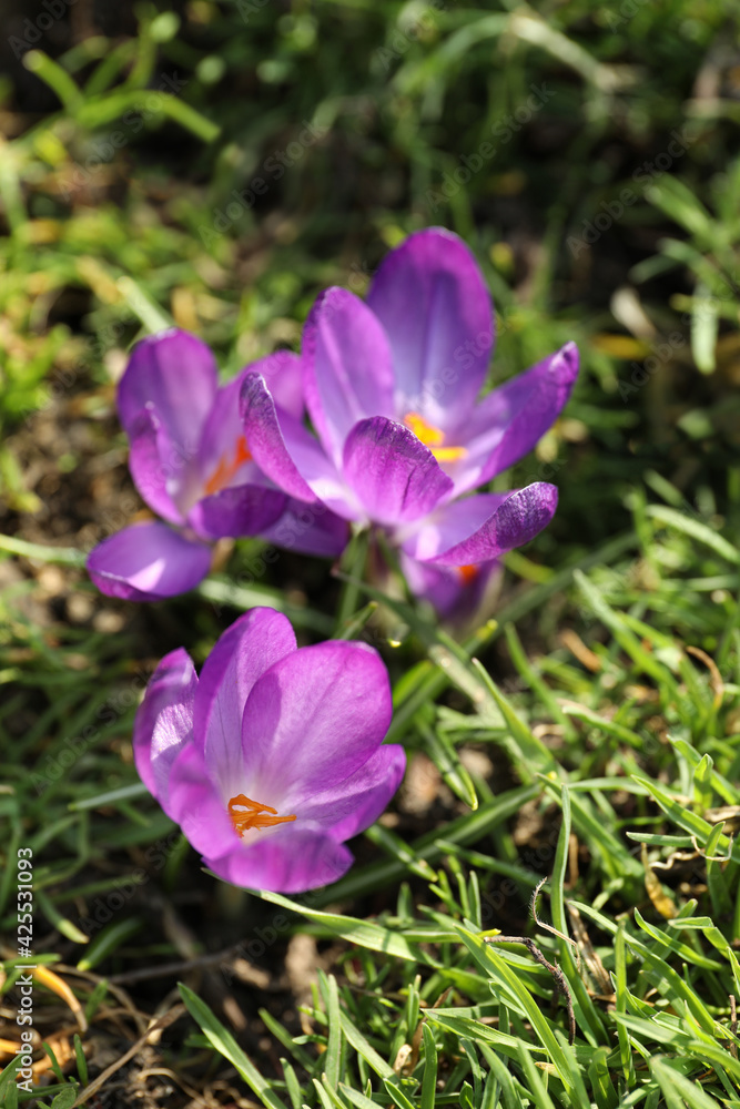 Beautiful purple crocus flowers growing in garden Beautiful purple crocus flowers growing in garden