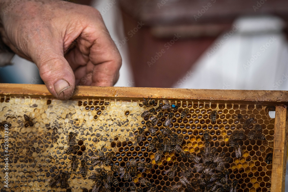 bees on combs are working to create honey together with the queen bees on combs are working to create honey together with the queen