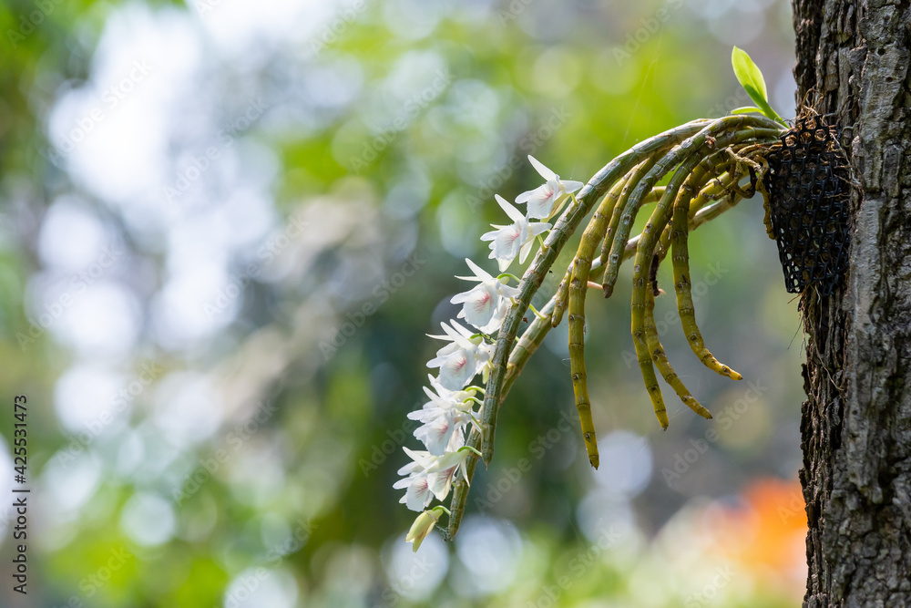 White Thai wild orchid beside the tree looks beautiful and has natural background copy space. White Thai wild orchid beside the tree looks beautiful and has natural background copy space.