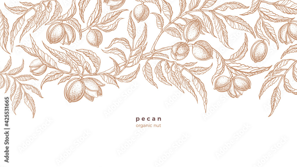 Pecan plant background. Vector hand drawn branch Pecan plant background. Vector hand drawn branch