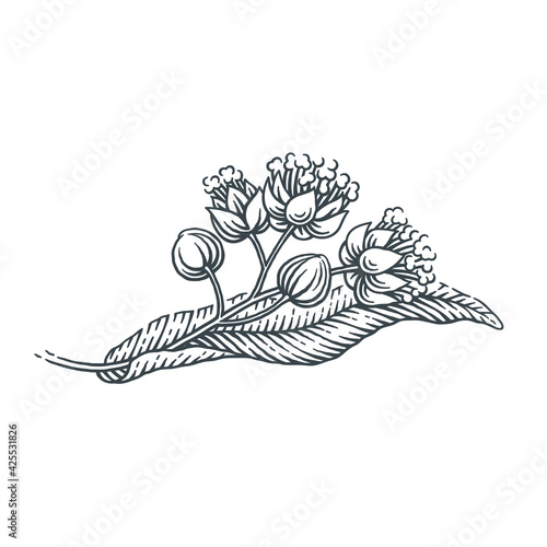 Blooming linden. Hand drawn engraving style vector illustration.