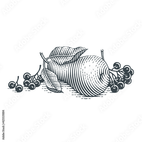 Pear and chokeberry. Hand drawn engraving style vector illustration.