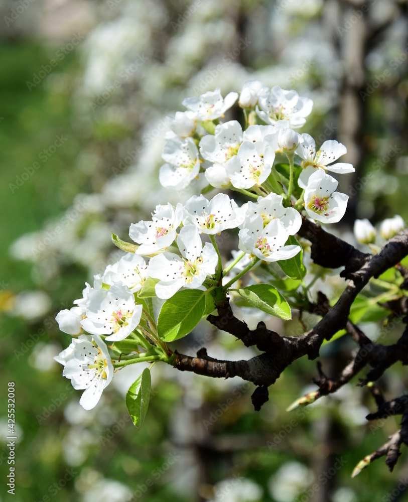 Weiße Blüten eines Birnenbaumes - Blütezeit in Südtirol - blühende Obstwiesen im Sonnenschein