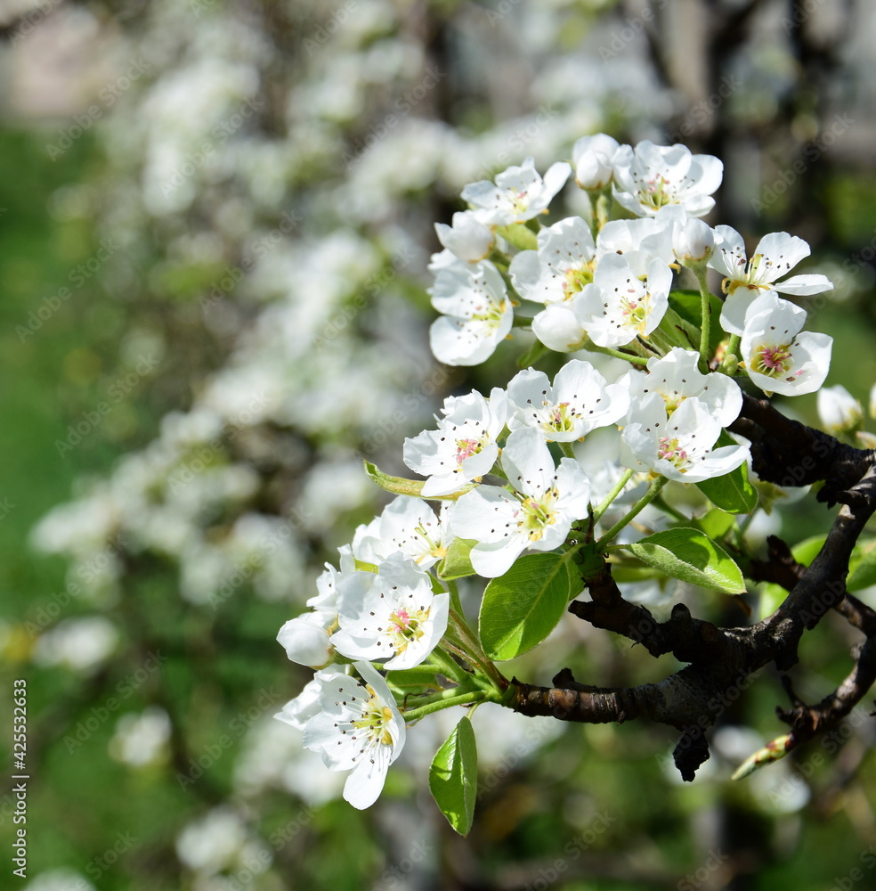 White flowers of a pear tree in spring in South Tyrol
