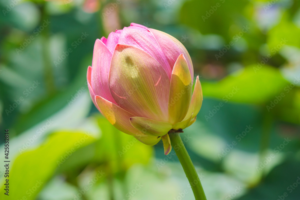蓮の花　Lotus　ハス