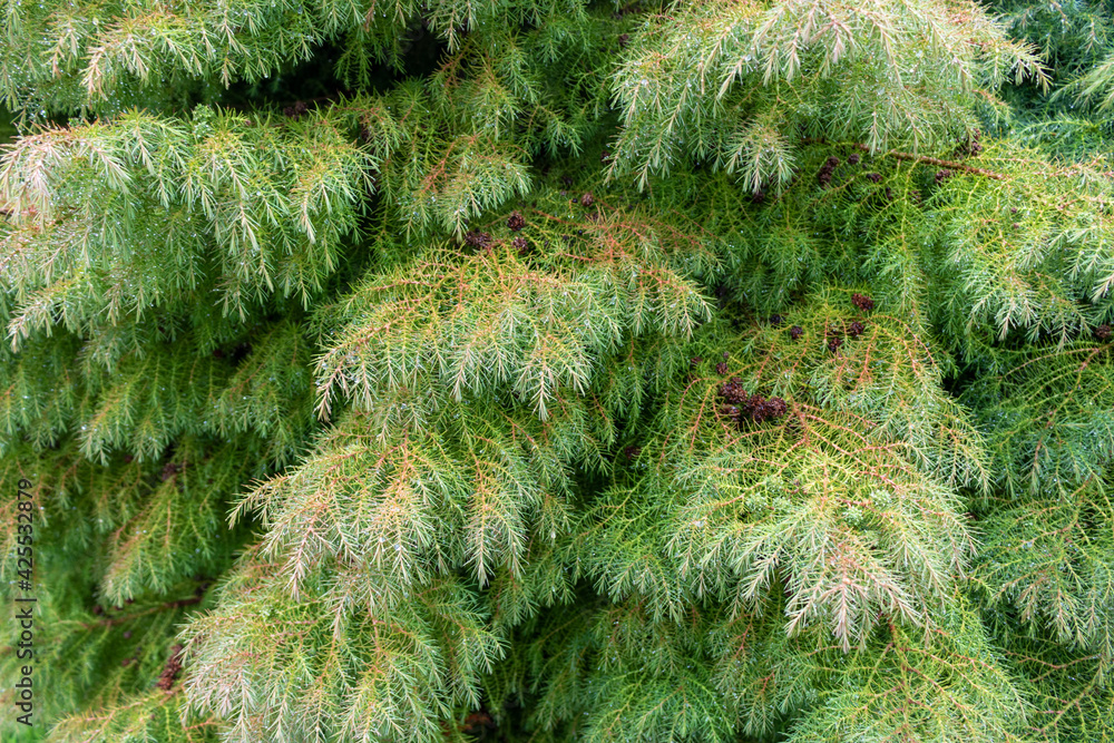 Close up of a pine tree