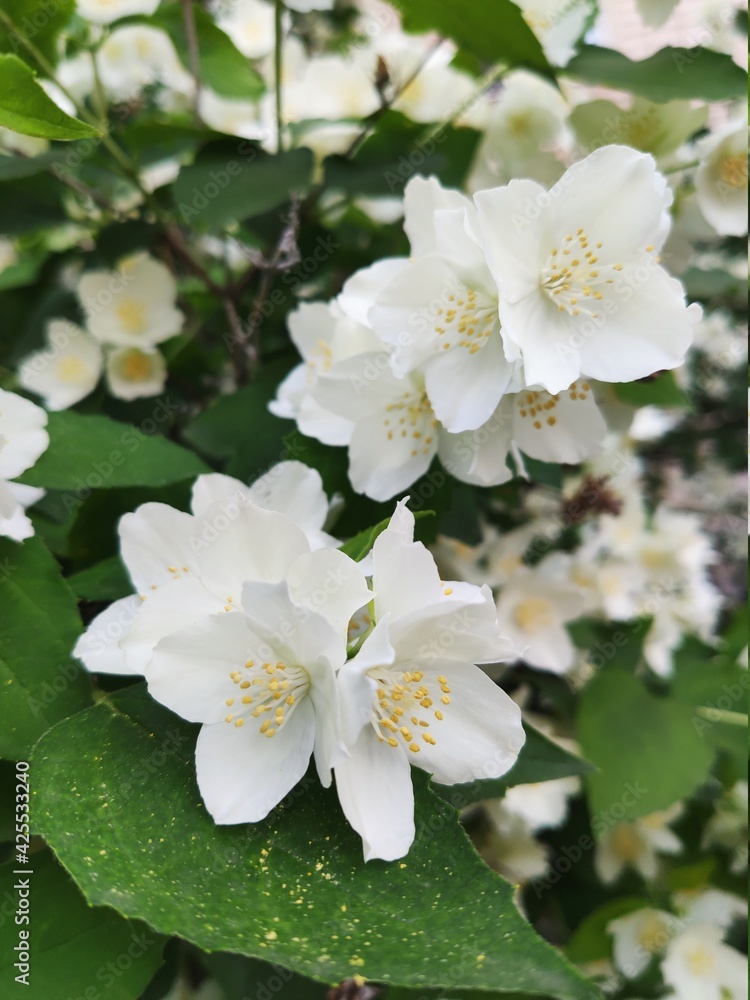 Obraz premium tree flowers