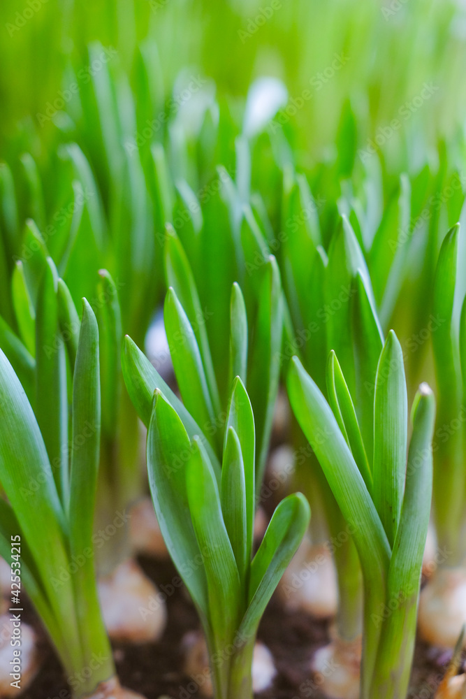 Fresh spring flowers. Plant in the garden Fresh spring flowers. Plant in the garden