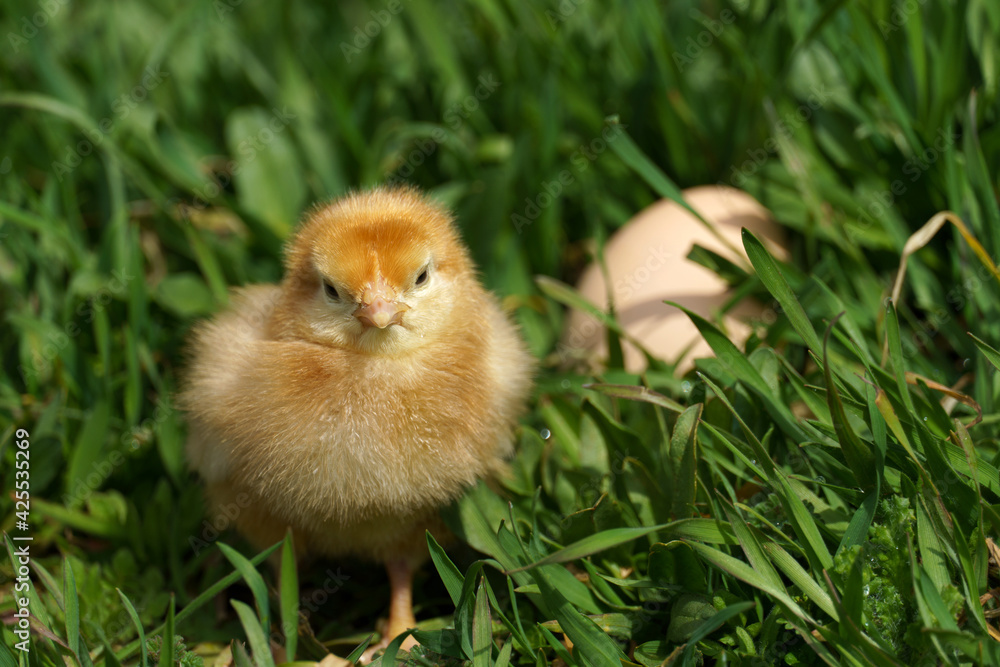 little chicken and hen's egg in green grass in nature outdoors.