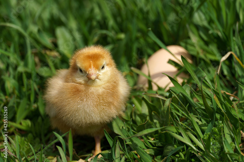 little chicken and hen's egg in green grass in nature outdoors.